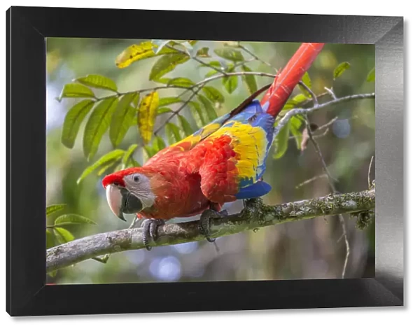 Scarlet macaw (Ara macao) La Selva, Costa Rica