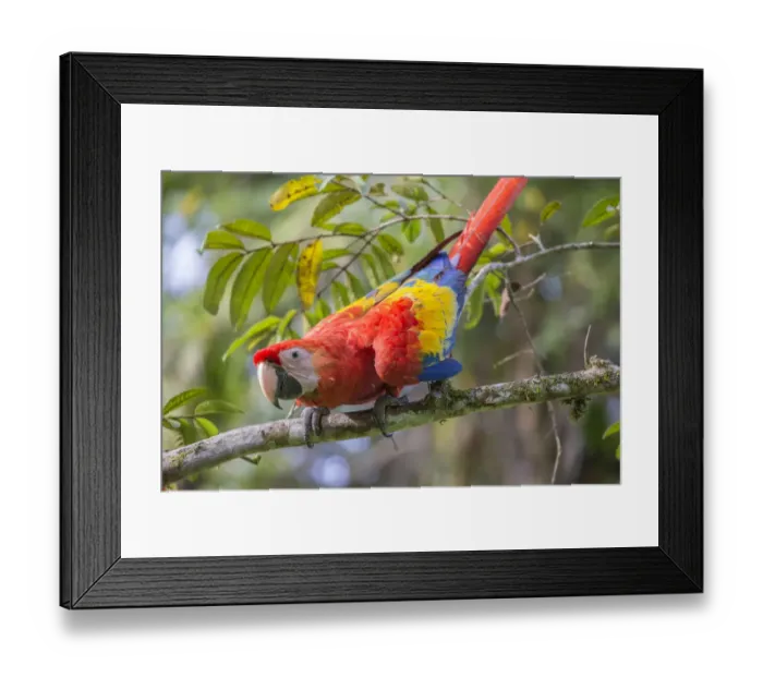 Framed Print : Scarlet macaw (Ara macao) La Selva, Costa Rica Framed Print : Scarlet macaw (Ara macao) La Selva, Costa Rica