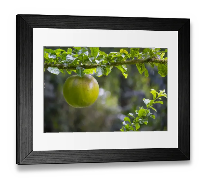 Framed Print : Canon ball tree fruit (Couroupita guianensis) Costa Rica Framed Print : Canon ball tree fruit (Couroupita guianensis) Costa Rica