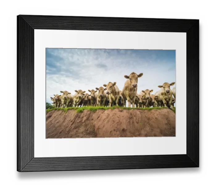 Framed Print : Charolais cattle on eroded river bank, Monmouthshire, Wales, UK, August Framed Print : Charolais cattle on eroded river bank, Monmouthshire, Wales, UK, August
