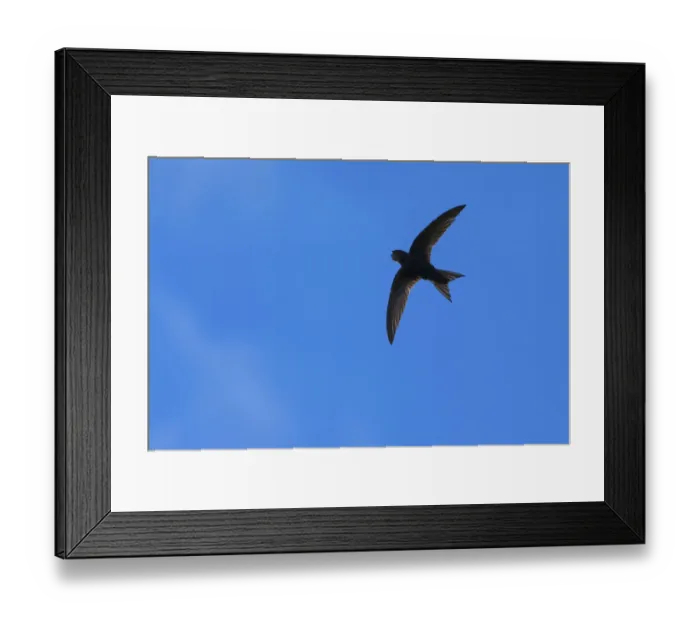 Framed Print : Swift (Apus apus) in flight, Monmouthshire, Wales, UK, July Framed Print : Swift (Apus apus) in flight, Monmouthshire, Wales, UK, July