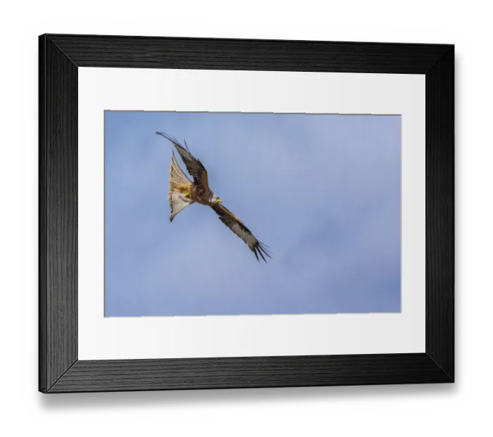 Framed Print : Red kite (Milvus milvus) in flight, Gigrin Farm, Powys, Wales, UK, April Framed Print : Red kite (Milvus milvus) in flight, Gigrin Farm, Powys, Wales, UK, April