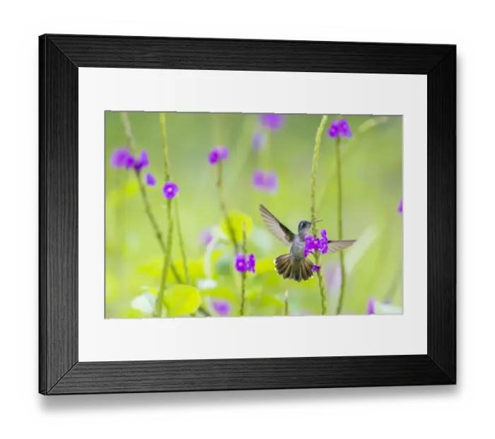 Framed Print : Violet headed hummingbird (Klais guimeti) female visiting Porterweed (Stachytarpheta sp Framed Print : Violet headed hummingbird (Klais guimeti) female visiting Porterweed (Stachytarpheta sp