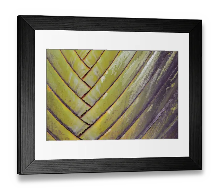 Framed Print : Travellers palm (Ravenala madagascariensis) clos up, Costa Rica Framed Print : Travellers palm (Ravenala madagascariensis) clos up, Costa Rica