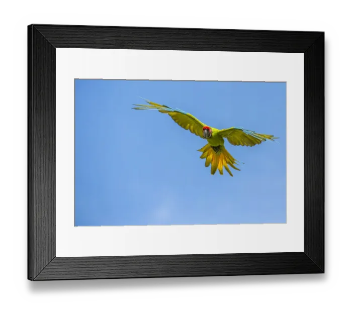 Framed Print : Great green macaw (Ara ambiguus) flying, La Selva Field Station, Costa Rica Framed Print : Great green macaw (Ara ambiguus) flying, La Selva Field Station, Costa Rica