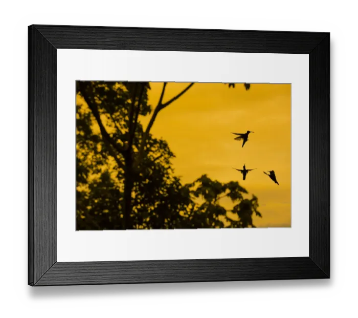 Framed Print : Violet sabrewing hummingbird (Campylopterus hemileucurus) male hummingbirds territorial Framed Print : Violet sabrewing hummingbird (Campylopterus hemileucurus) male hummingbirds territorial