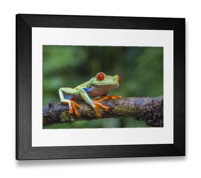 Framed Print : Red eyed tree frog (Agalychnis callidryas) La Selva Field Station, Costa Rica Framed Print : Red eyed tree frog (Agalychnis callidryas) La Selva Field Station, Costa Rica