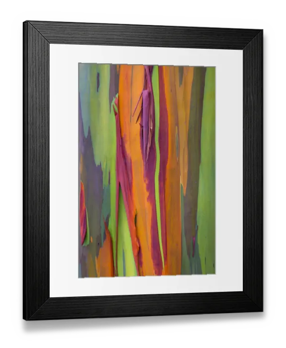 Framed Print : Rainbow eucalyptus (Eucalyptus deglupta) bark, Costa Rica Framed Print : Rainbow eucalyptus (Eucalyptus deglupta) bark, Costa Rica