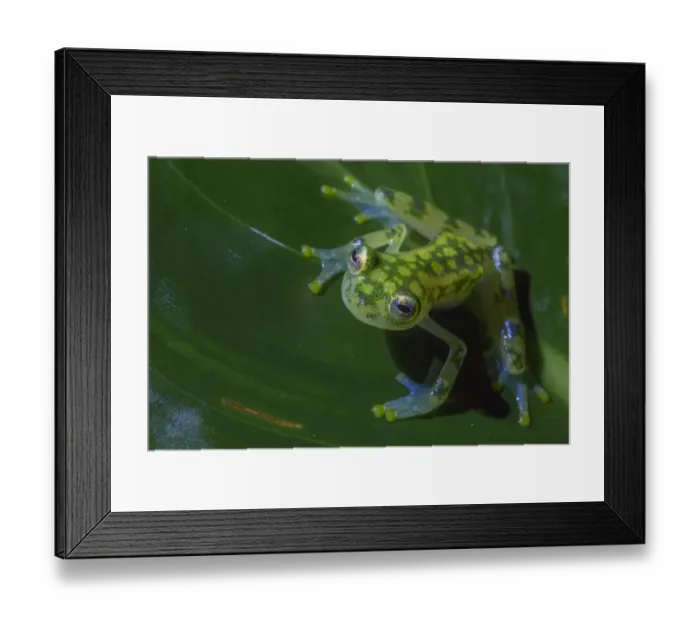 Framed Print : Reticulated glass frog (Hyalinobatrachium valerioi) La Selva Field Station, Costa Rica Framed Print : Reticulated glass frog (Hyalinobatrachium valerioi) La Selva Field Station, Costa Rica