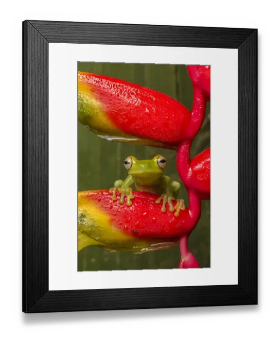 Framed Print : Canal Zone tree frog (Hypsiboas rufitelus) resting on heliconia, La Selva, Costa Rica Framed Print : Canal Zone tree frog (Hypsiboas rufitelus) resting on heliconia, La Selva, Costa Rica