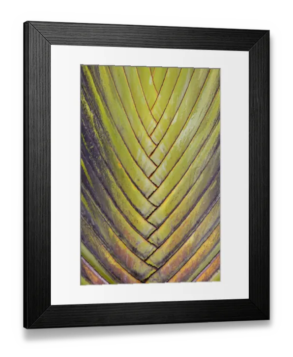 Framed Print : Travellers palm (Ravenala madagascariensis) close up of leaf intersections, Costa Rica Framed Print : Travellers palm (Ravenala madagascariensis) close up of leaf intersections, Costa Rica