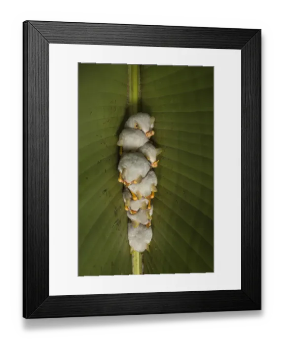 Framed Print : White tent making bat (Ectophylla alba) roosting in tree, La Selva Field Station Framed Print : White tent making bat (Ectophylla alba) roosting in tree, La Selva Field Station