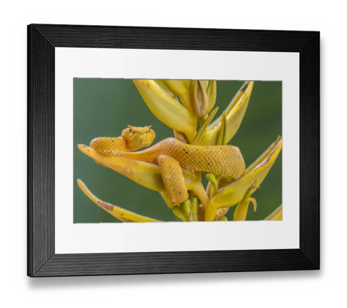 Framed Print : Eyelash viper (Bothriechis schlegelii) waiting on Heliconia flower (Heliconia lankasteri) Framed Print : Eyelash viper (Bothriechis schlegelii) waiting on Heliconia flower (Heliconia lankasteri)