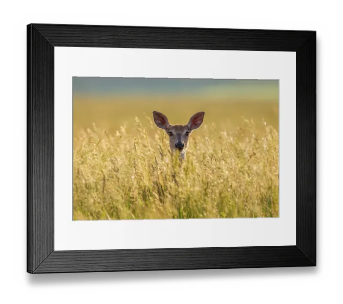 Framed Print : Mule deer (Odocoileus hemionus) in long grass, Madison Mountains, Montana, USA. September