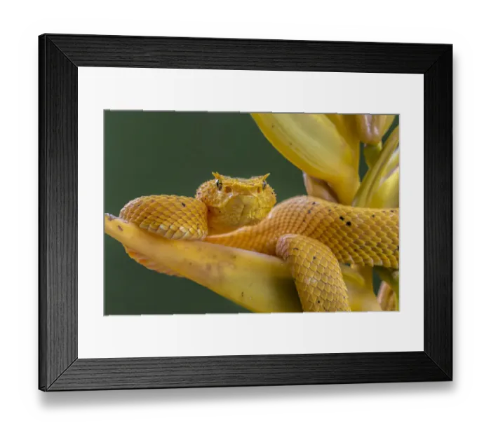 Framed Print : Eyelash viper (Bothriechis schlegelii) waiting on Heliconia flower (Heliconia lankasteri) Framed Print : Eyelash viper (Bothriechis schlegelii) waiting on Heliconia flower (Heliconia lankasteri)