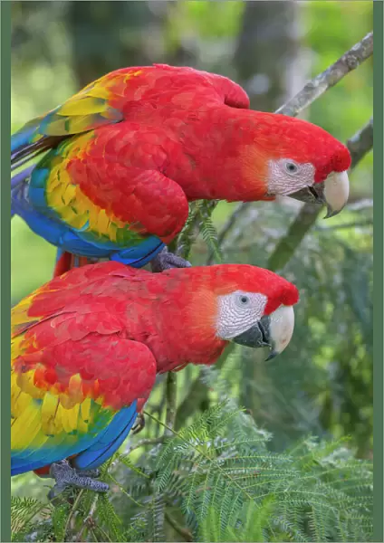 Scarlet macaws (Ara macao) La Selva, Costa Rica
