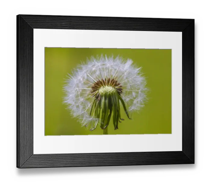 Framed Print : Dandelion (Taraxacum officinale) seedhead, Monmouthshire, Wales UK, June Framed Print : Dandelion (Taraxacum officinale) seedhead, Monmouthshire, Wales UK, June