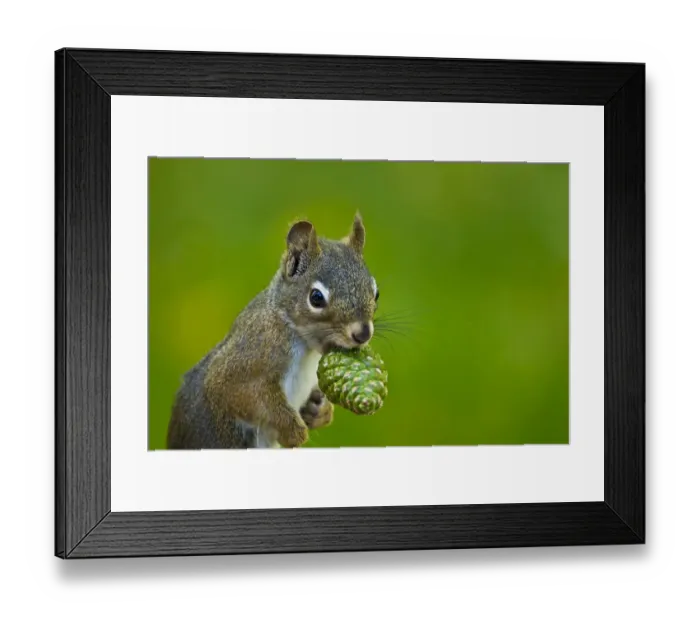 Framed Print : American red squirrel (Tamiasciurus hudsonicus) collecting, Douglas Fir (Pseudotsuga Framed Print : American red squirrel (Tamiasciurus hudsonicus) collecting, Douglas Fir (Pseudotsuga