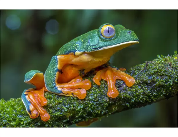 Splendid leaf frog (Cruziohyla calcarifer) La Selva Field Station, Costa Rica