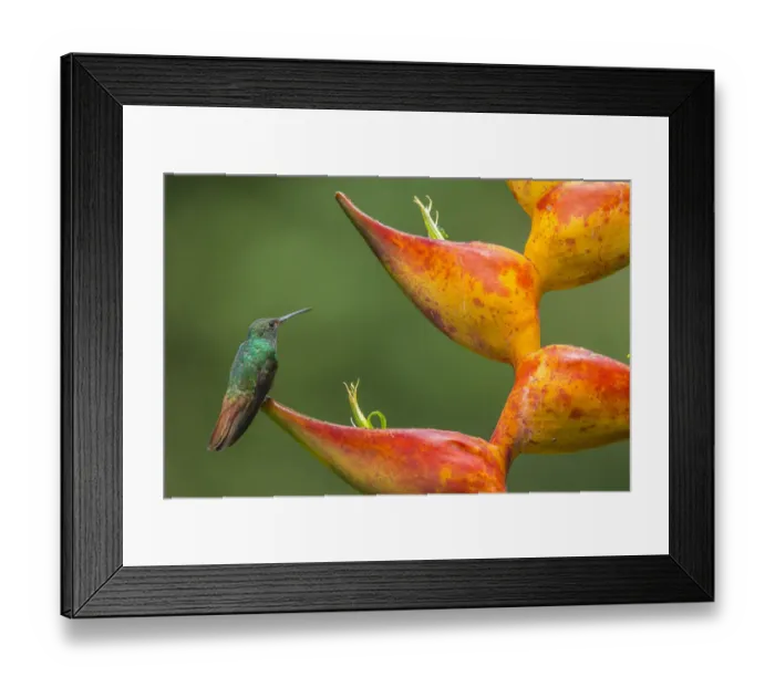 Framed Print : Territorial Rufous-tailed hummingbird (Amazilia tzacatl) guarding Heliconia in bloom Framed Print : Territorial Rufous-tailed hummingbird (Amazilia tzacatl) guarding Heliconia in bloom