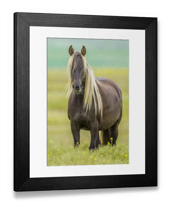 Framed Print : Rocky mountain horse, Bozeman, Montana, USA. June Framed Print : Rocky mountain horse, Bozeman, Montana, USA. June
