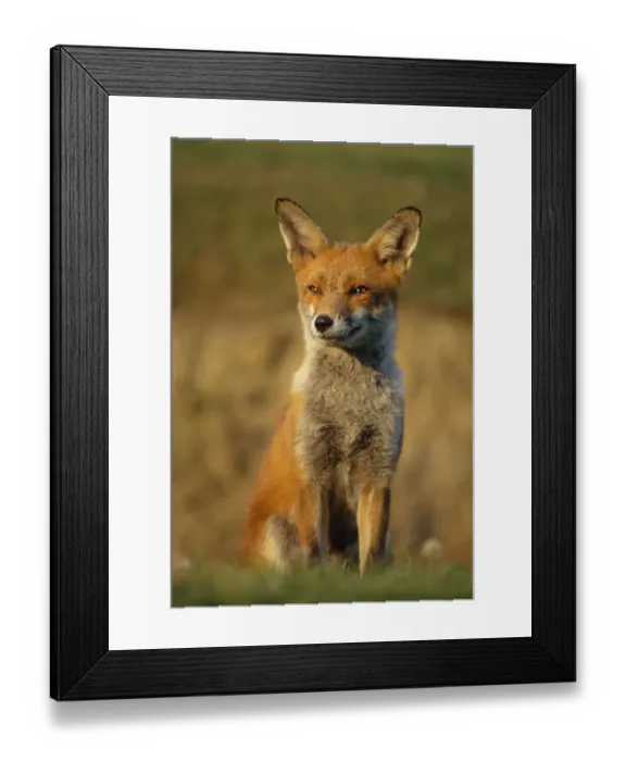 Framed Print : Red fox female sitting portrait {Vulpes vulpes} Cornwall, UK Framed Print : Red fox female sitting portrait {Vulpes vulpes} Cornwall, UK