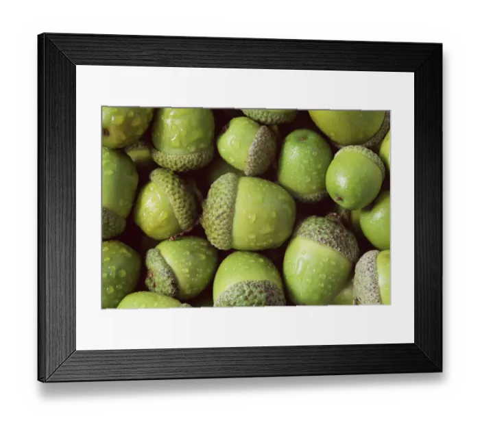 Framed Print : Acorns of English oak tree {Quercus robur} UK Framed Print : Acorns of English oak tree {Quercus robur} UK