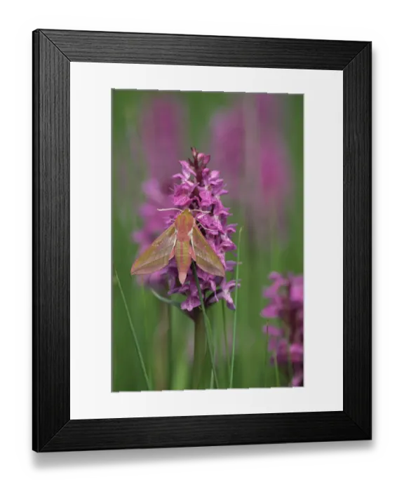 Framed Print : Elephant hawkmoth {Deilephila elpenor} on orchid, Cornwall, UK Framed Print : Elephant hawkmoth {Deilephila elpenor} on orchid, Cornwall, UK