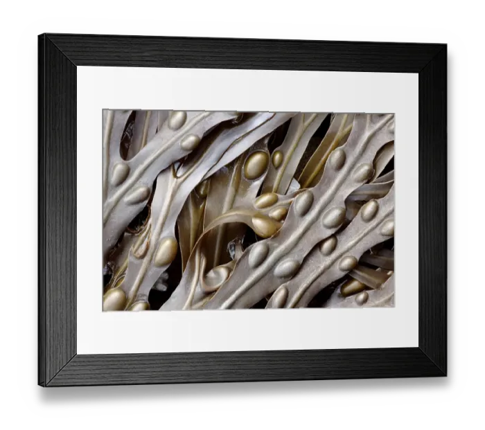 Framed Print : Bladder wrack (Fucus vesiculosus) seaweed. Cornwall, UK Framed Print : Bladder wrack (Fucus vesiculosus) seaweed. Cornwall, UK