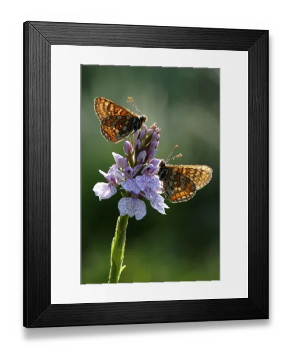 Framed Print : Marsh fritillary butterflies (Euphydryas aurinia) on Heath orchid (Dactylorhiza incarnata) Framed Print : Marsh fritillary butterflies (Euphydryas aurinia) on Heath orchid (Dactylorhiza incarnata)
