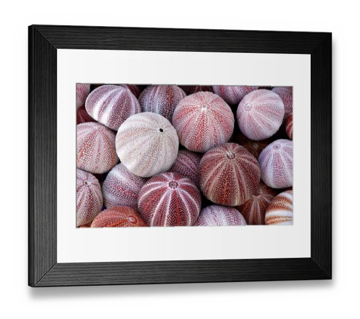 Framed Print : Common Sea urchin shells (Echinus esculentus)Cornwall, UK Framed Print : Common Sea urchin shells (Echinus esculentus)Cornwall, UK