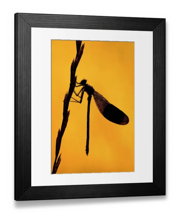 Framed Print : Silhouette of Banded demoiselle {Calopteryx splendens} resting on grass head, Tamar Lake, Cornwall Framed Print : Silhouette of Banded demoiselle {Calopteryx splendens} resting on grass head, Tamar Lake, Cornwall