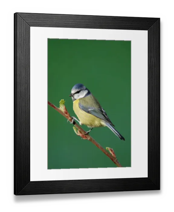 Framed Print : Blue tit {Parus caeruleus} on branch, Cornwall. UK Framed Print : Blue tit {Parus caeruleus} on branch, Cornwall. UK
