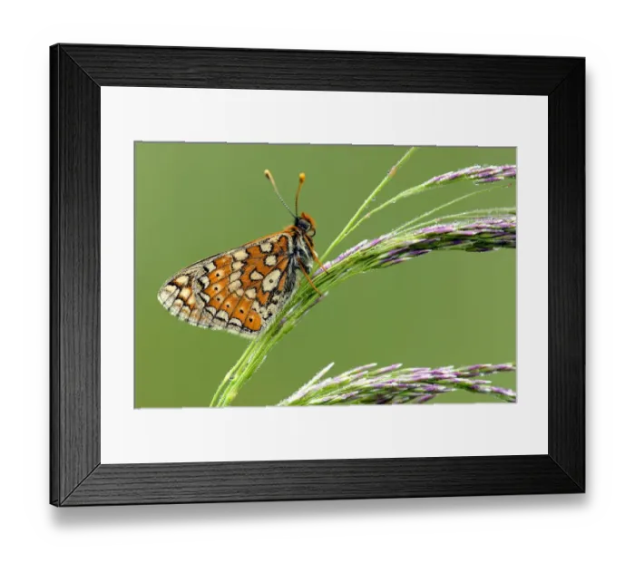 Framed Print : Marsh fritillary {Euphydryas aurinia} butterfly resting on grass, Vealand fram {Devon Framed Print : Marsh fritillary {Euphydryas aurinia} butterfly resting on grass, Vealand fram {Devon