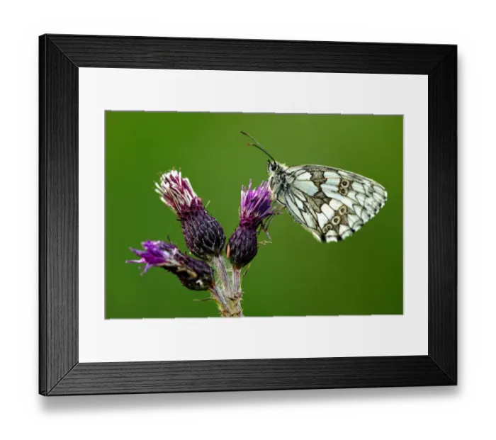 Framed Print : Marbled white butterfly {Melanargia galathea} underside, Dunsdon Devon Wildlife Trust Framed Print : Marbled white butterfly {Melanargia galathea} underside, Dunsdon Devon Wildlife Trust