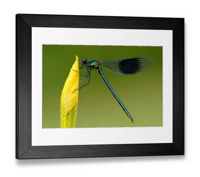 Framed Print : Banded demoiselle {Calopteryx splendens}, Tamar lakes, Cornwall. UK Framed Print : Banded demoiselle {Calopteryx splendens}, Tamar lakes, Cornwall. UK