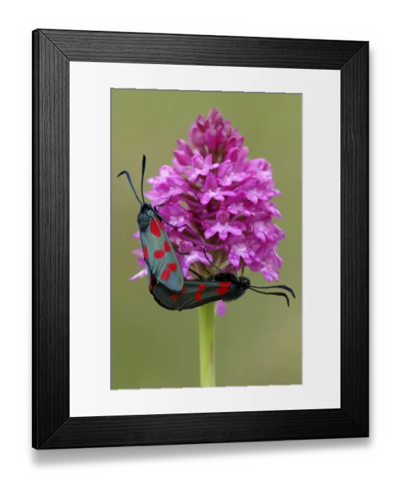 Framed Print : Five-spot burnet moths {Zygaena trifolii} mating on Pyramidal orchid {Anacamptis Framed Print : Five-spot burnet moths {Zygaena trifolii} mating on Pyramidal orchid {Anacamptis