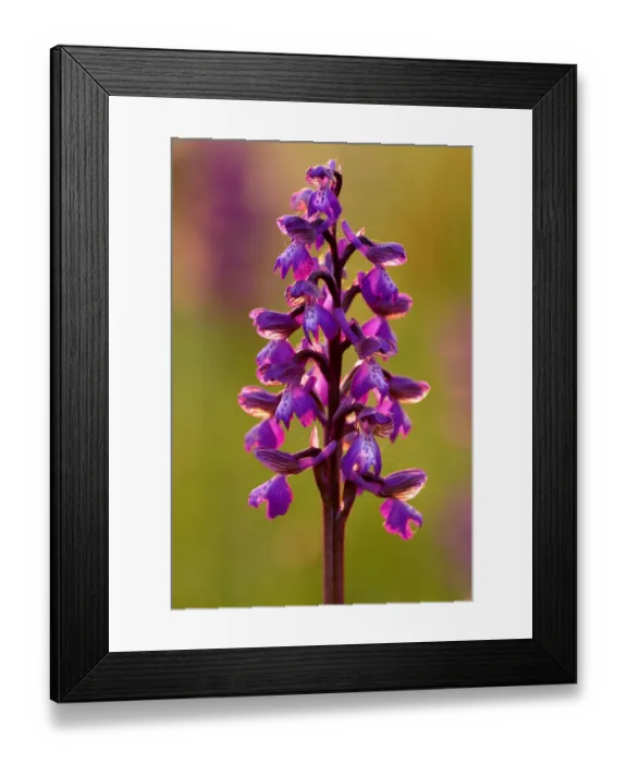 Framed Print : Green-winged orchid {Anacamptis morio}, Barrington Hill (NNR) Somerset. UK Framed Print : Green-winged orchid {Anacamptis morio}, Barrington Hill (NNR) Somerset. UK