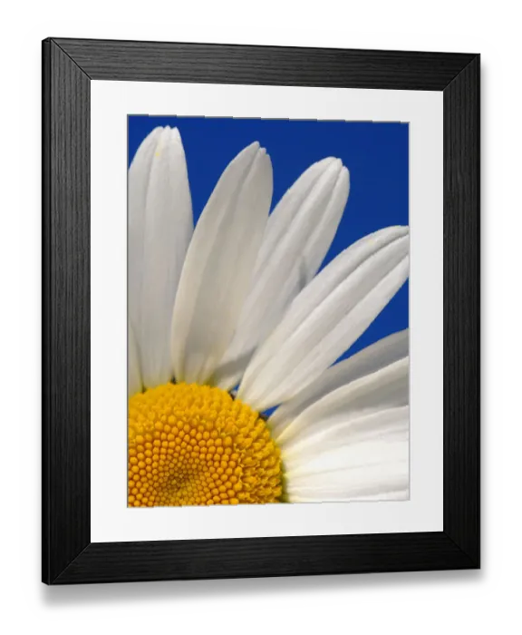 Framed Print : Marguerite / Oxeye daisy {Leucanthemum vulgare}, Devon. UK Framed Print : Marguerite / Oxeye daisy {Leucanthemum vulgare}, Devon. UK