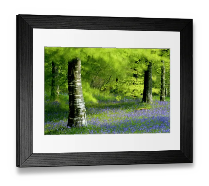 Framed Print : RF- Beech (Fagus) and Bluebell (Hyacinthoides non-scripta) woodland at Lanhydrock, Cornwall. UK Framed Print : RF- Beech (Fagus) and Bluebell (Hyacinthoides non-scripta) woodland at Lanhydrock, Cornwall. UK
