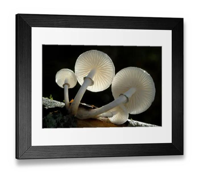 Framed Print : RF- Looking up under the gills of toadstools of Porcelain fungus (Oudemansiella mucida) Framed Print : RF- Looking up under the gills of toadstools of Porcelain fungus (Oudemansiella mucida)