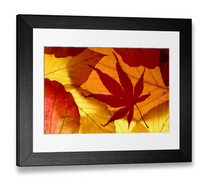 Framed Print : Colourful autumnal leaves backlit. Cornwall, UK Framed Print : Colourful autumnal leaves backlit. Cornwall, UK