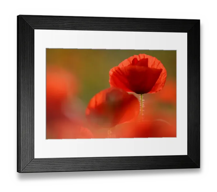 Framed Print : Common poppy {Papaver rhoeas} flower, Cornwall, UK Framed Print : Common poppy {Papaver rhoeas} flower, Cornwall, UK