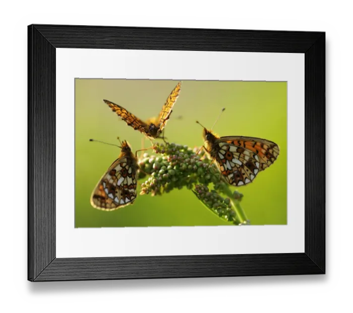 Framed Print : Three Small pearl-bordered fritillary butterflies{Boloria selene} gathered on a flower head Framed Print : Three Small pearl-bordered fritillary butterflies{Boloria selene} gathered on a flower head