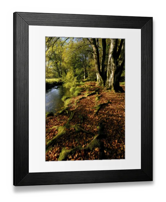 Framed Print : Beech trees and exposed roots at Golitha Falls, near Bodmin, Cornwall, UK Framed Print : Beech trees and exposed roots at Golitha Falls, near Bodmin, Cornwall, UK