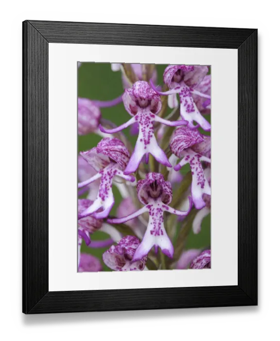 Framed Print : RF- Rare Monkey / Lady hybrid orchid (Orchis simia x purpurea) Framed Print : RF- Rare Monkey / Lady hybrid orchid (Orchis simia x purpurea)