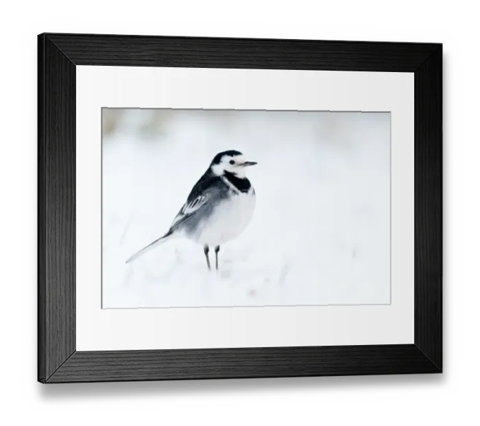 Framed Print : Pied Wagtail {Motacilla alba yarrelli} in snow, nr Bradworthy, Devon, UK. December 2010 Framed Print : Pied Wagtail {Motacilla alba yarrelli} in snow, nr Bradworthy, Devon, UK. December 2010