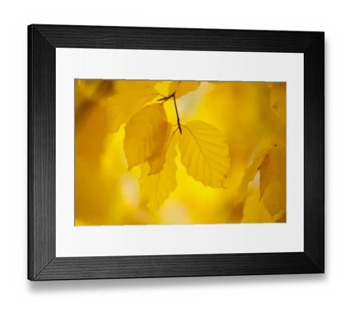 Framed Print : European Beech tree {Fagus sylvatica} Yellow leaves in autumn, Sence Valley Forest Park