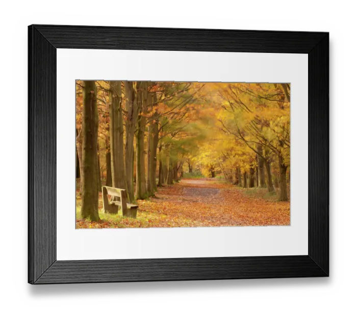 Framed Print : Avenue of European beech trees {Fagus sylvatica} and bench in autumn, Beacon Hill Country Park, The National Forest, Leicestershire, UK, November 2010 Framed Print : Avenue of European beech trees {Fagus sylvatica} and bench in autumn, Beacon Hill Country Park, The National Forest, Leicestershire, UK, November 2010