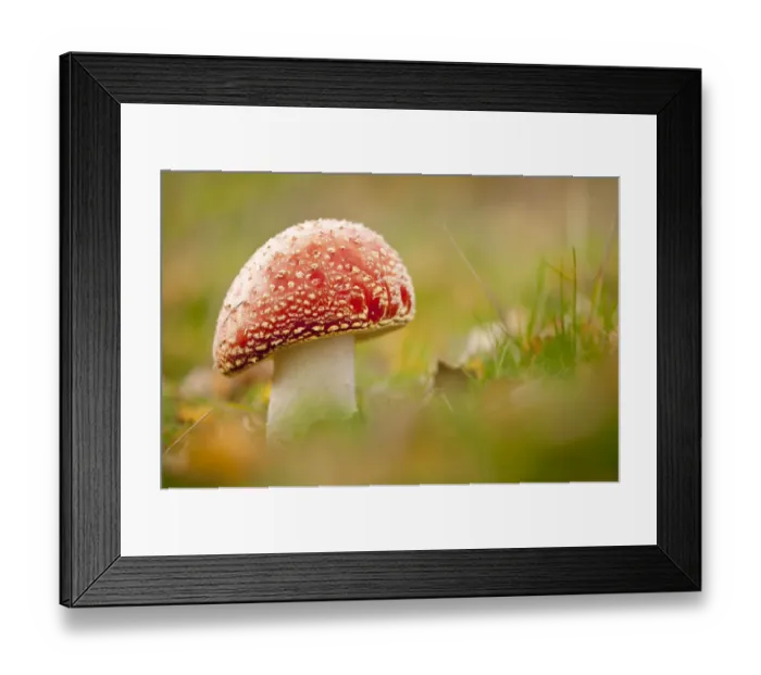Framed Print : Fly Agaric fungus {Amanita muscaria} in autumn, Beacon Hill Country Park, The National Forest Framed Print : Fly Agaric fungus {Amanita muscaria} in autumn, Beacon Hill Country Park, The National Forest